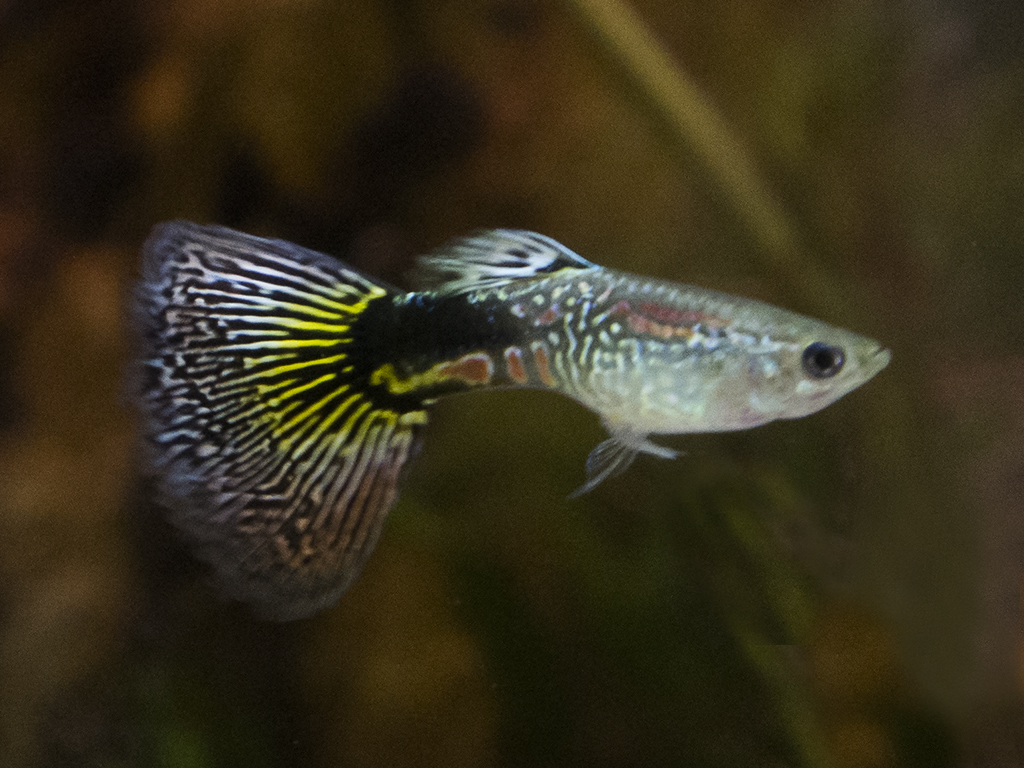 multi cobra guppy