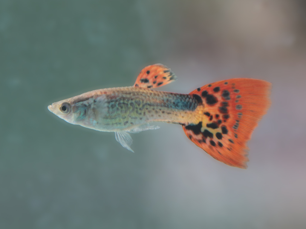 red delta guppy