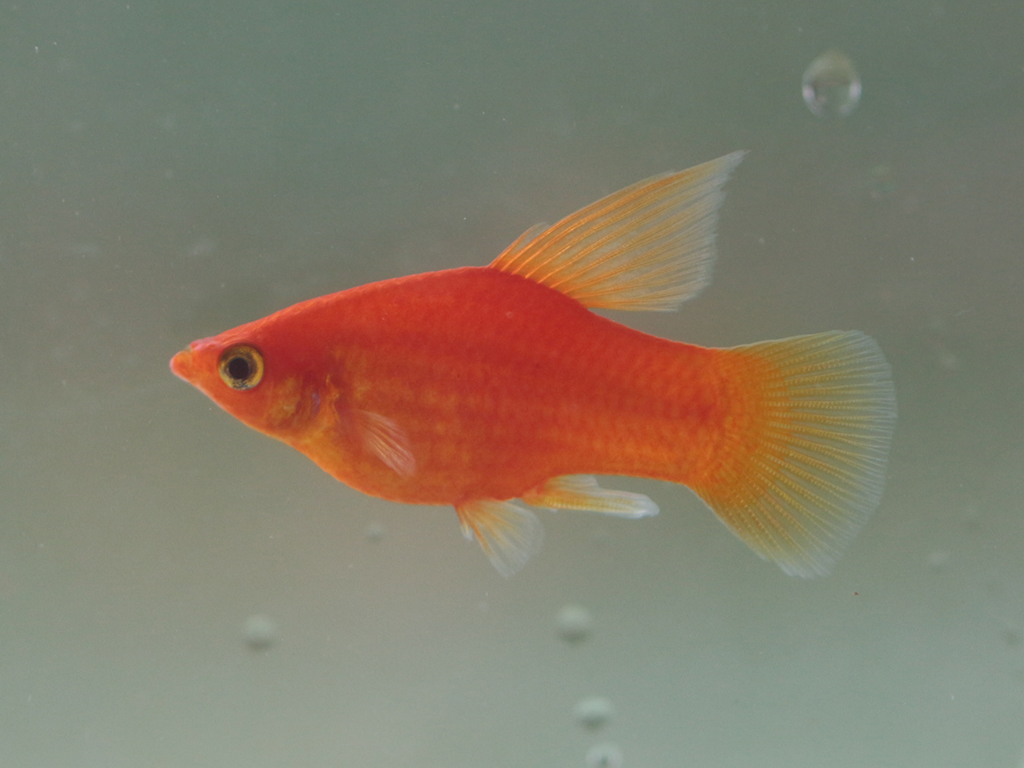 Xiphophorus Maculatus Red Hifin – FISHINABOX